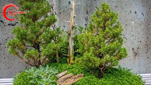 Cây Sơn Tùng bonsai dáng đứng