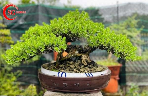 Cây Sơn Tùng Bonsai mini