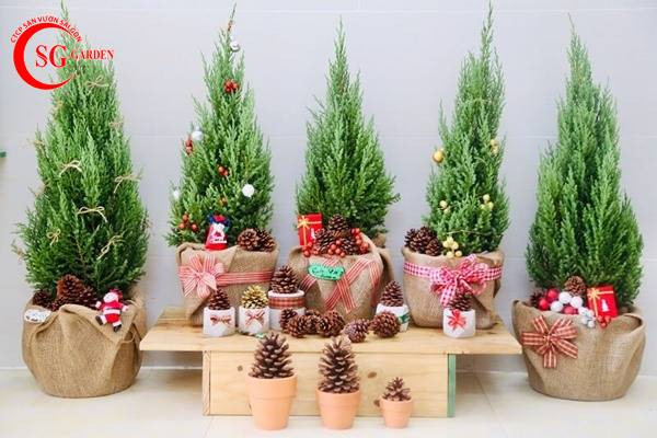 Cây Sơn Tùng trang trí Noel