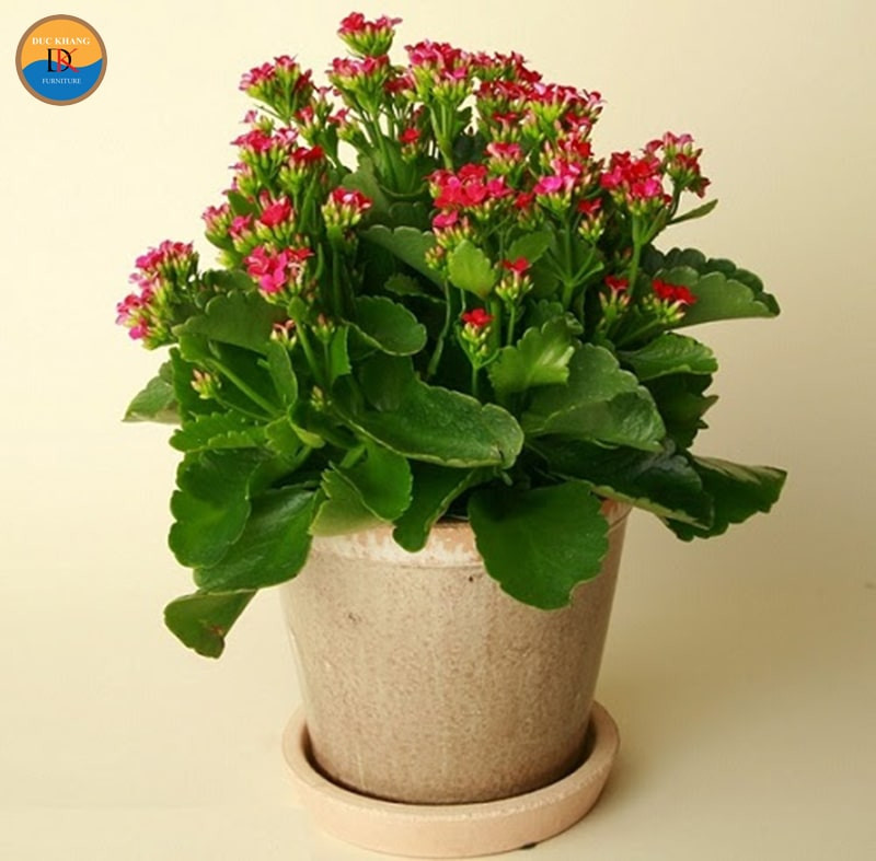 Cây sống đời phù hợp với nhiều tuổi