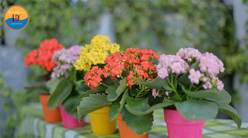 Cây sống đời tượng trưng cho hạnh phúc gia đình