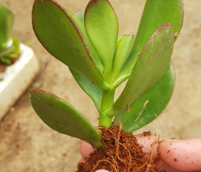 Cây tách từ thân bắt đầu ra rễ