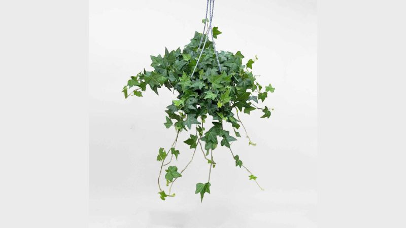 Cây thường xuân treo trên cao, biểu tượng của sự sống bất diệt
