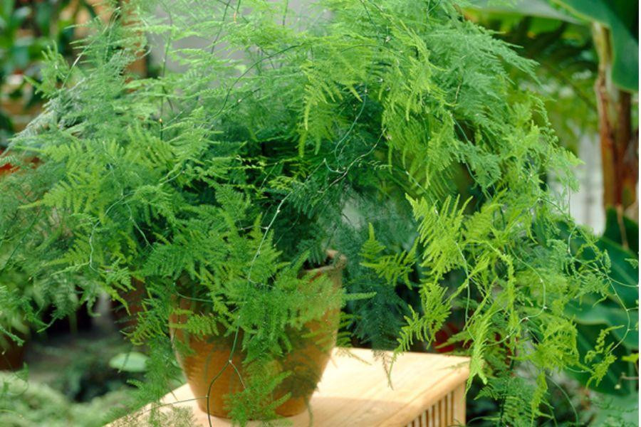 Cây thủy tùng cần ánh sáng nhẹ