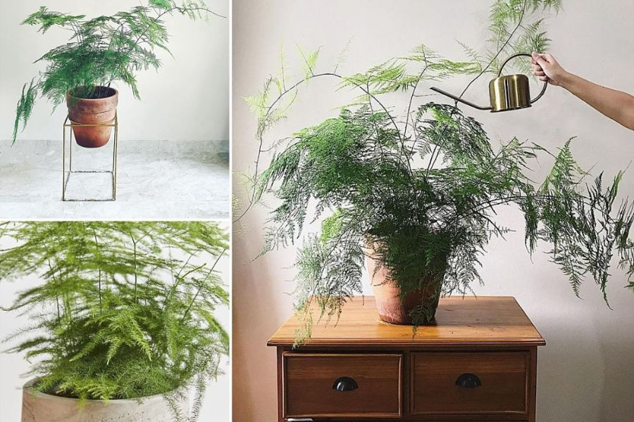 Cây thủy tùng trang trí không gian