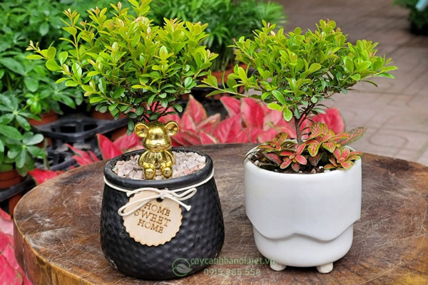 Cây tiểu diệp xích nam để bàn mang ý nghĩa phong thủy tốt lành, hợp mệnh nhiều người