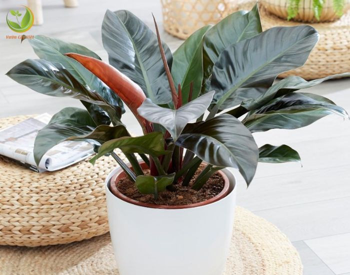Cây trầu bà đế vương đỏ với lá to hình tim màu sắc rực rỡ