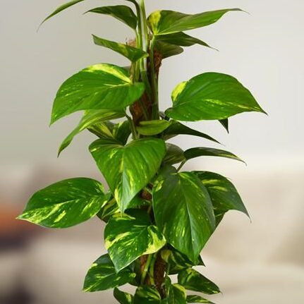 Cây trầu bà hợp tuổi Mộc mang lại may mắn