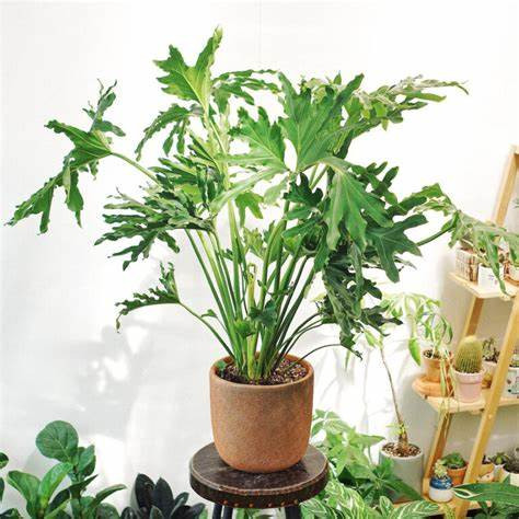 Cây trầu bà lá xẻ đại diện cho sự trường tồn và bình an