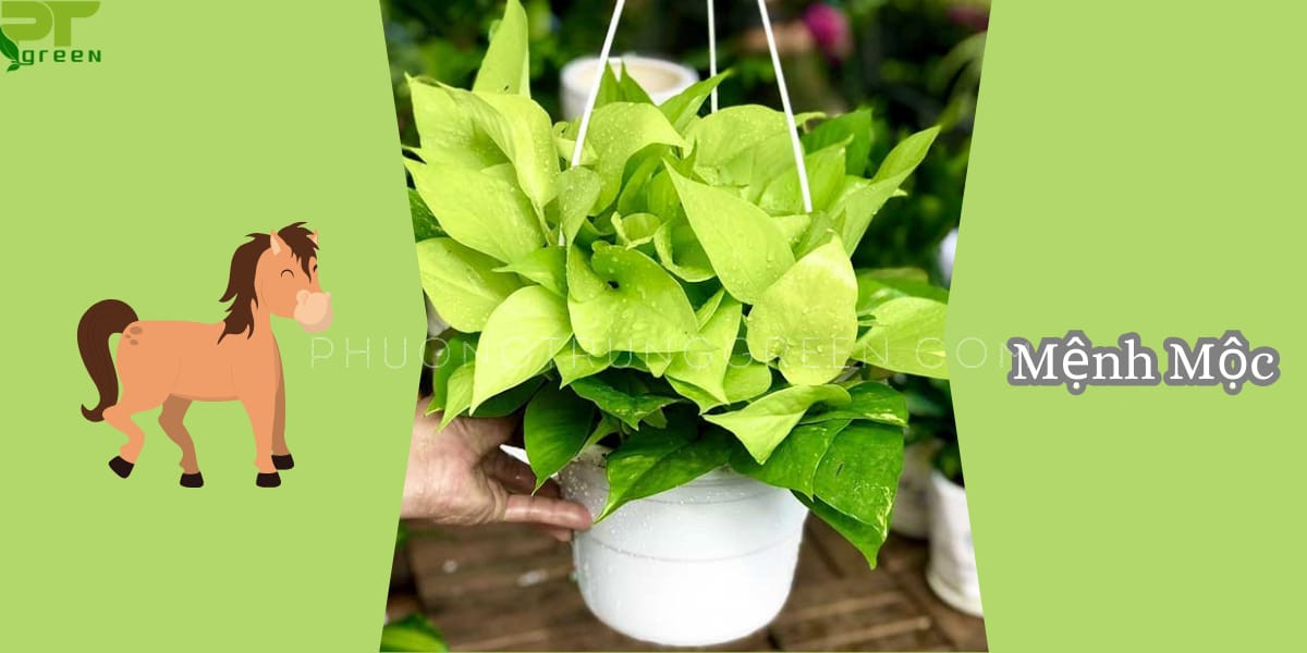 Cây trầu bà vàng hợp mệnh gì: Đặc biệt tốt cho người mệnh Mộc