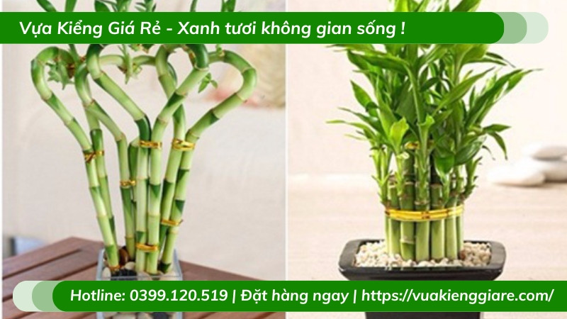 Cây trúc phú quý đang nở hoa hiếm thấy