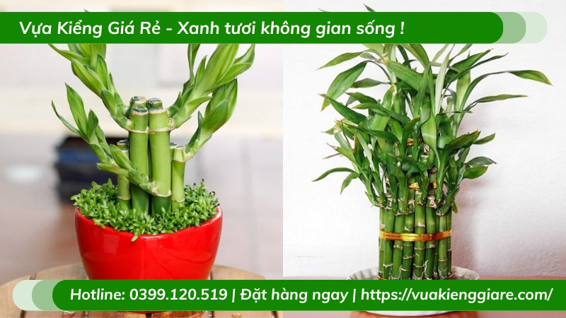 Cây trúc phú quý tươi tốt trên bàn làm việc