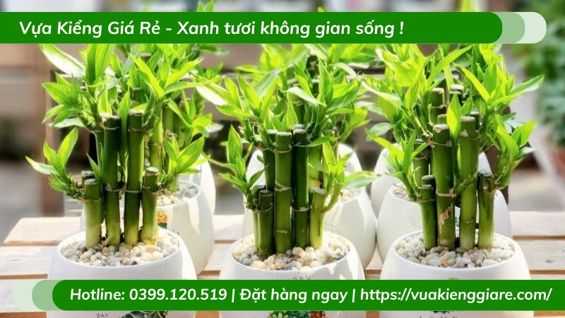 Cây trúc phú quý tươi xanh trong không gian sống