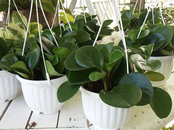 Cây trường sinh đặt trên bàn làm việc giúp thanh lọc không khí và giảm căng thẳng