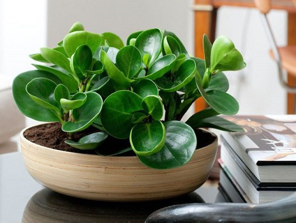 Cây trường sinh xanh tốt trong chậu, biểu tượng sức sống bền bỉ