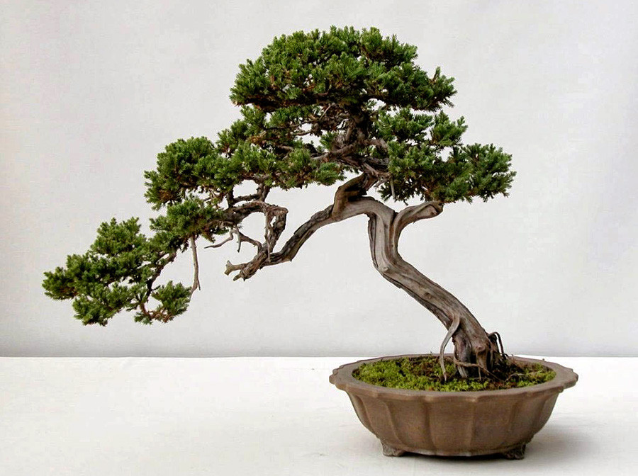 Cây tùng bồng lai dáng bonsai đẹp thể hiện sự kiên cường và mang ý nghĩa phong thủy tốt lành