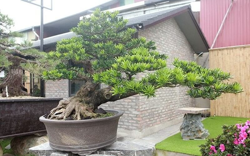 Cây Tùng La Hán cổ thụ với tán lá xanh tốt, biểu tượng trường thọ và phong thủy.