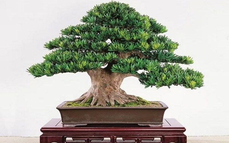 Cây tùng la hán với dáng vẻ hùng vĩ