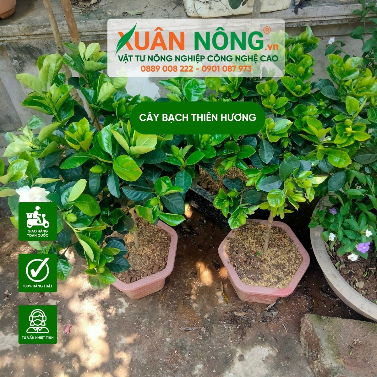 Chăm sóc cây bạch thiên hương để cây ra nhiều hoa