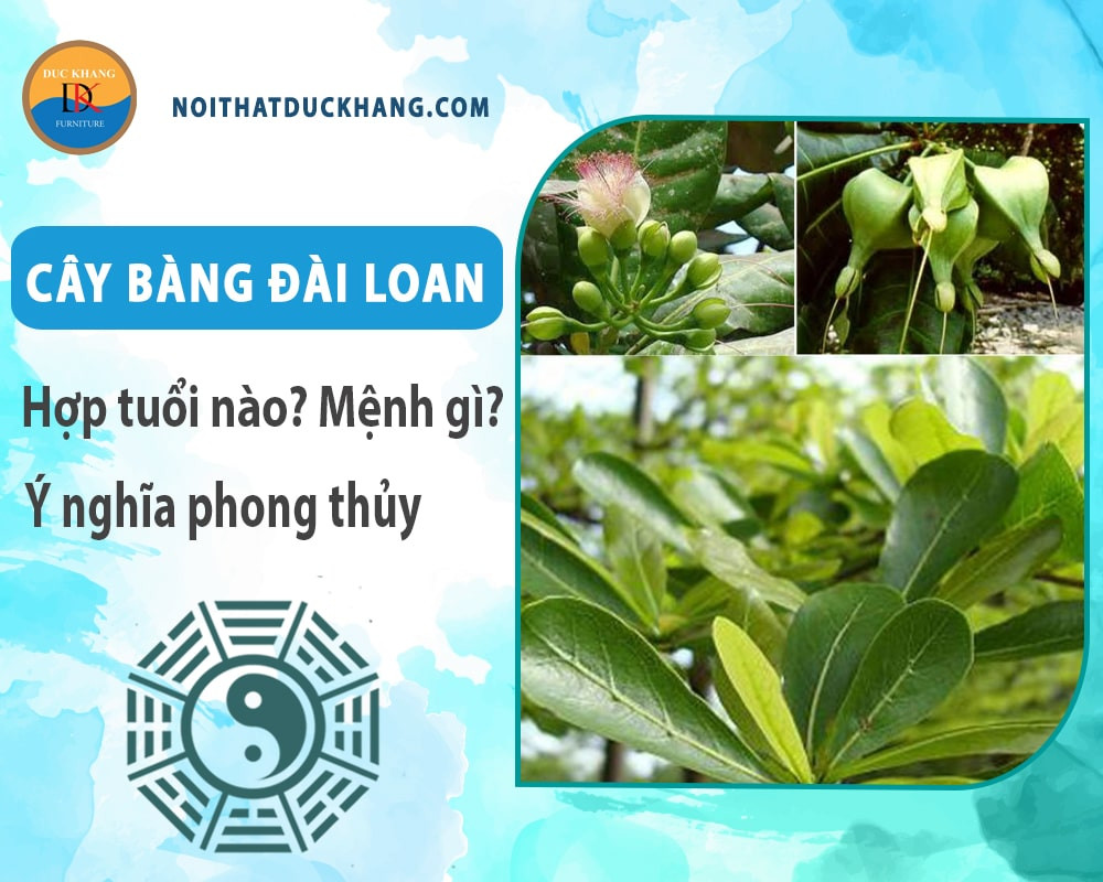Chăm sóc cây bàng Đài Loan xanh tốt quanh năm