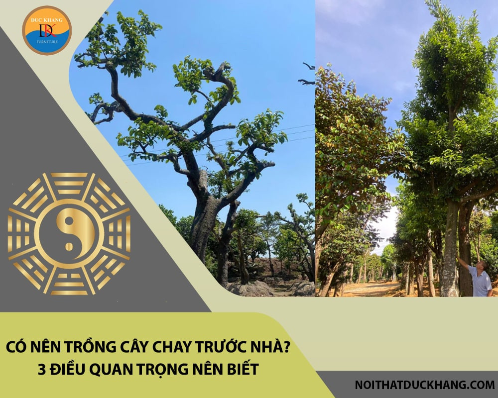 Chăm sóc cây chay cần đảm bảo tưới nước đều đặn và bón phân hợp lý