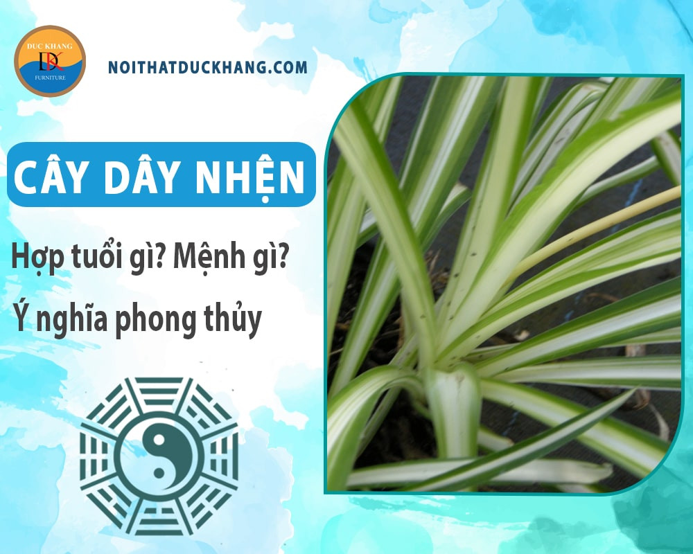 Chăm sóc cây dây nhện để duy trì lá xanh tươi tốt