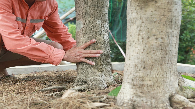 Chăm sóc cây mộc hương để hoa nở đẹp