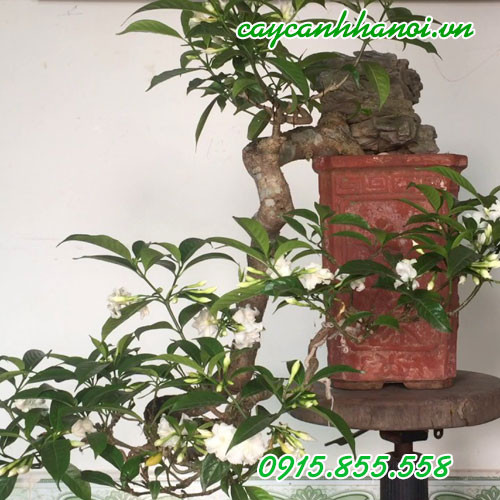 Chăm sóc cây ngọc bút hợp mệnh để hoa nở đẹp