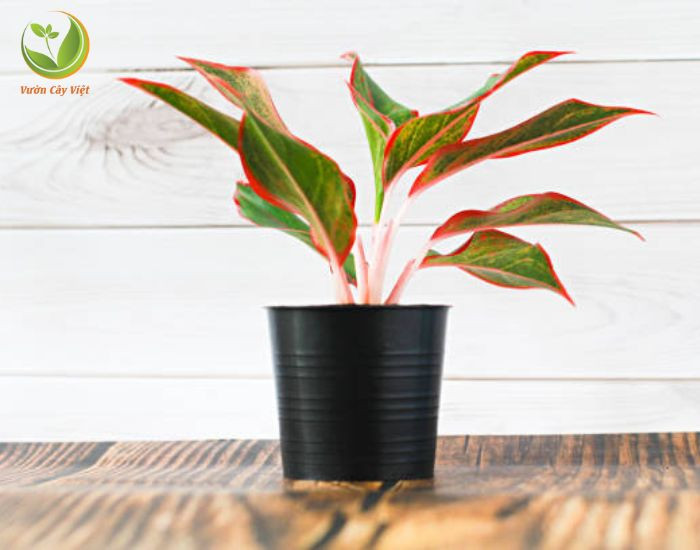 Chăm sóc cây Phú Quý đúng cách để cây phát triển