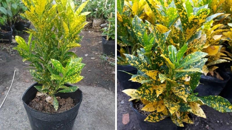 Chăm sóc cây vàng bạc cần sự đều đặn và chú ý đến các yếu tố môi trường
