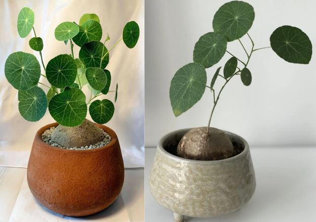 Chăm sóc củ bình vôi hợp mệnh để cây luôn xanh tốt và mang lại may mắn