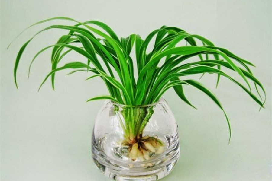 Chăm sóc kỹ lưỡng là cách phòng ngừa sâu bệnh cho cây lan chi