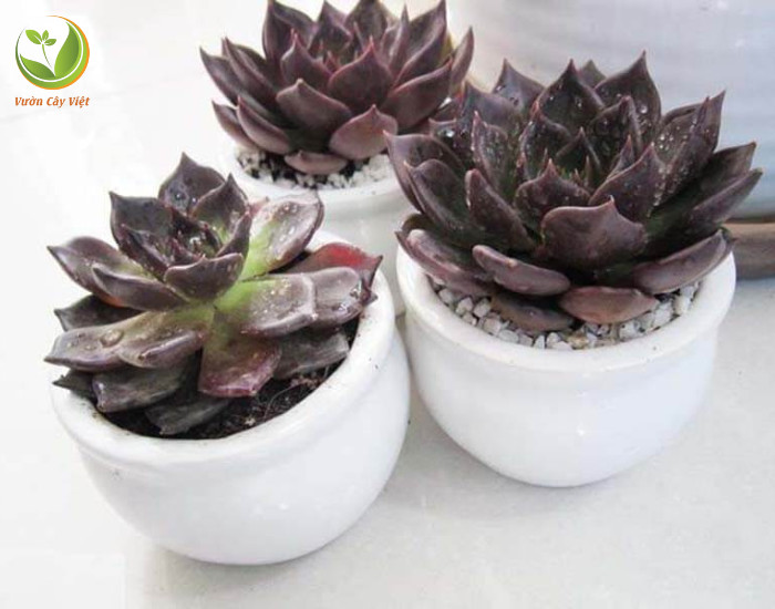 Chăm sóc sen đá nâu cần chú ý tưới nước vừa phải và cung cấp đủ ánh sáng