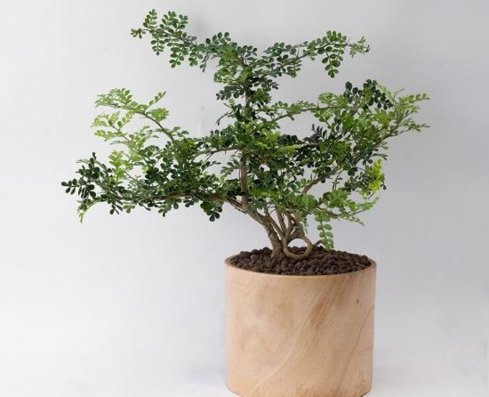 Chậu cây cần thăng nhỏ trang trí làm đẹp không gian sống và làm việc