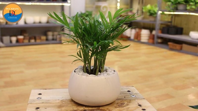 Chậu cây cau tiểu trâm xanh tốt đặt trong nhà, hợp mệnh Thủy Mộc