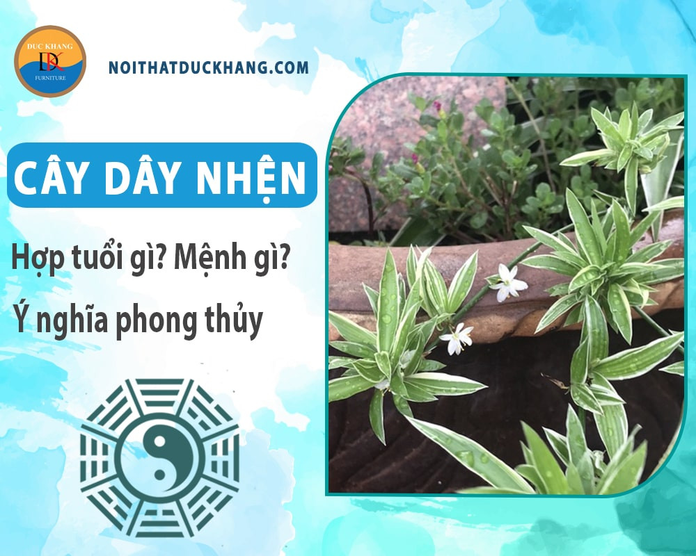 Chậu cây dây nhện trang trí phù hợp nhiều không gian