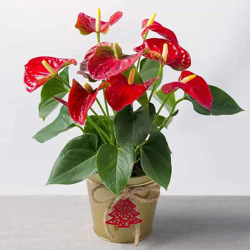 Chậu cây hồng môn đỏ tươi tắn đặt trong nhà