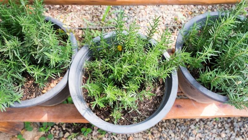 Chậu cây hương thảo với màu sắc phù hợp cho người mệnh Thổ