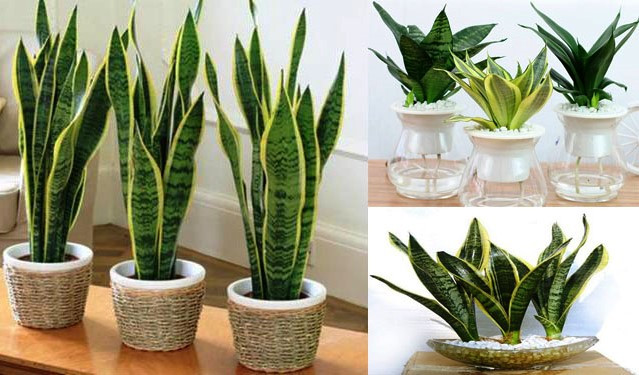 Chậu cây lưỡi hổ xanh đẹp mắt, mang ý nghĩa thu hút tài lộc và may mắn cho gia chủ mệnh Kim, Mộc.