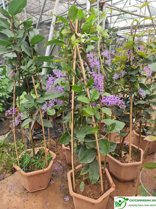 Chậu cây mai xanh thái đang nở hoa rực rỡ, mang ý nghĩa phong thủy