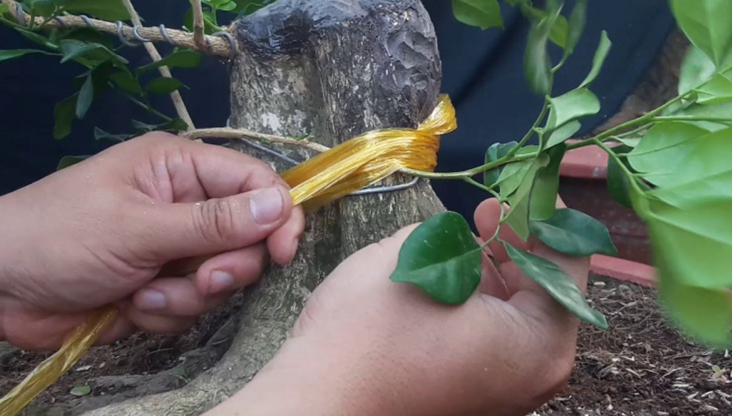 Chậu cây nguyệt quế đang được chăm sóc, minh họa cách trồng và chăm sóc hiệu quả
