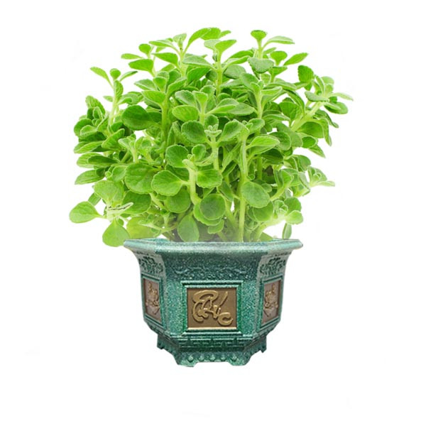 Chậu cây nhất mạt hương phong thủy mang lại may mắn