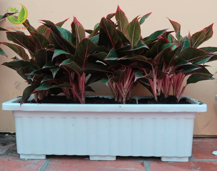 Chậu cây Phú Quý mang ý nghĩa phong thủy tốt lành