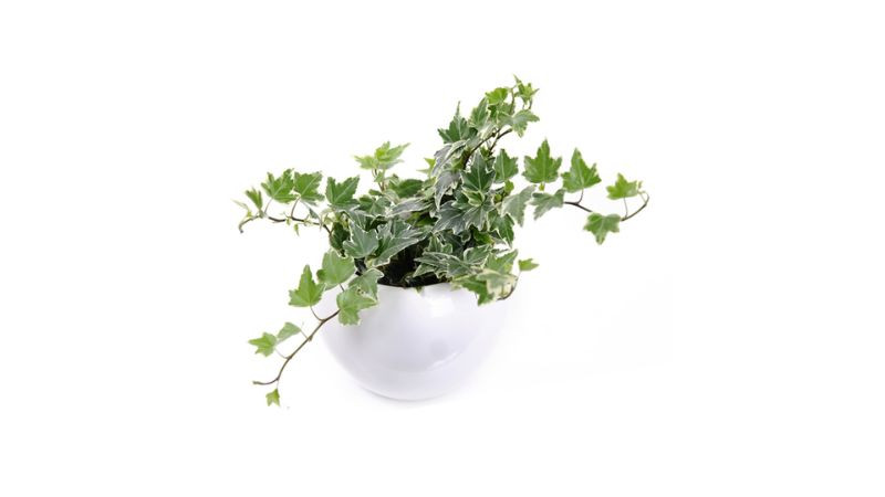 Chậu cây thường xuân để bàn đẹp mắt