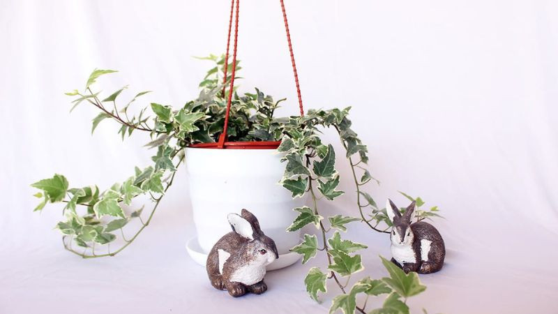 Chậu cây thường xuân để bàn trang trí văn phòng làm việc