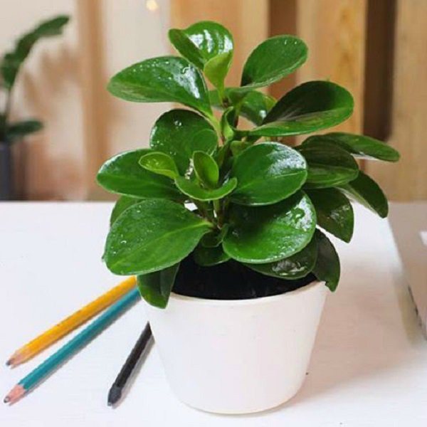 Chậu cây trường sinh xanh tốt, biểu hiện của sự chăm sóc đúng cách