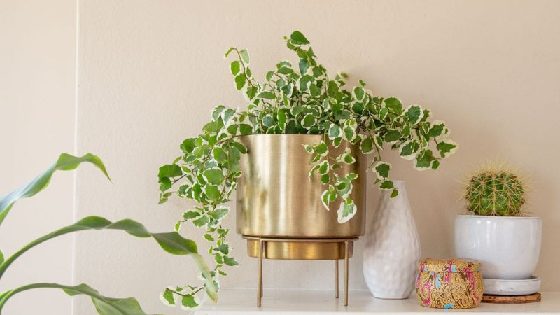Chậu thường xuân trang trí trong nhà, cây phong thủy cho mệnh