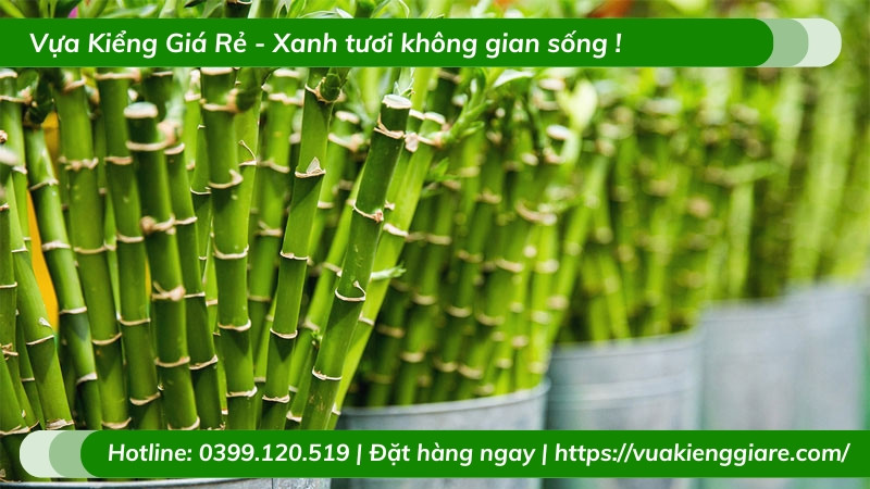 Chậu trúc phú quý đặt trang trọng trên bàn thờ