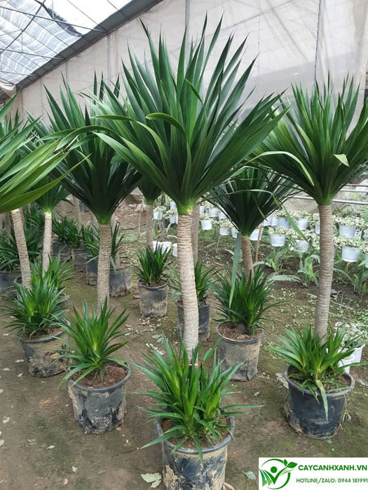 Chiêm ngưỡng vẻ đẹp đặc trưng của cây phát tài núi