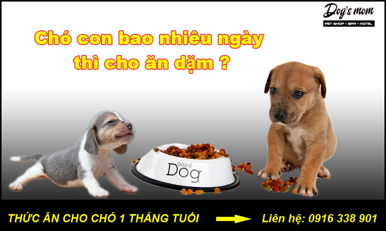 Chó Con 20 Ngày Tuổi Ăn Gì Để Phát Triển Khỏe Mạnh Toàn Diện?